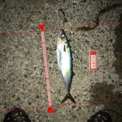 アジュール大サバ