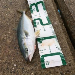 ツバスがデカくなってきた