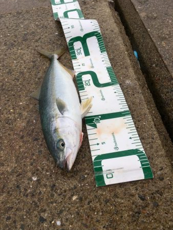 ツバスがデカくなってきた