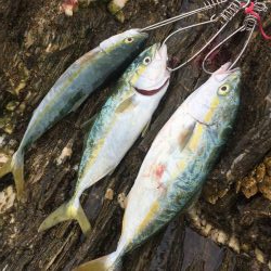 シーバスロッドでブンブン