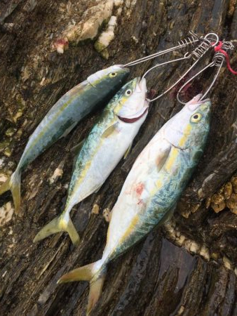 シーバスロッドでブンブン