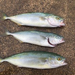 すんごいナブラ！こら！