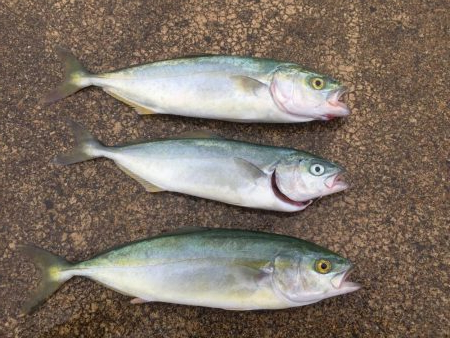 すんごいナブラ！こら！