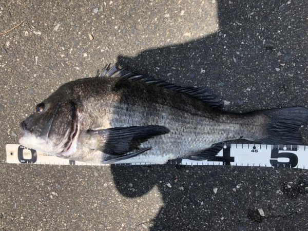 イチノ兄弟、釣果!