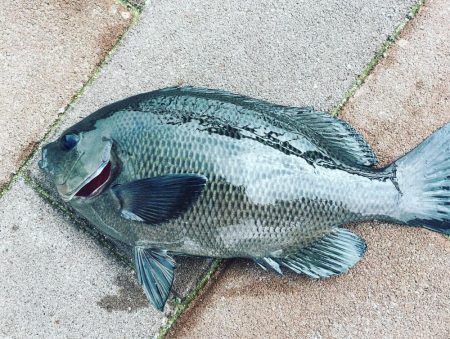 ツバス・カレイ・グレ