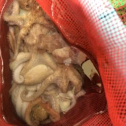 明石マダコ釣り