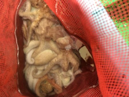 明石マダコ釣り