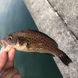 またまたエギング