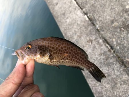 またまたエギング