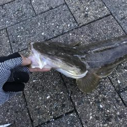 フラットフィッシュ釣行