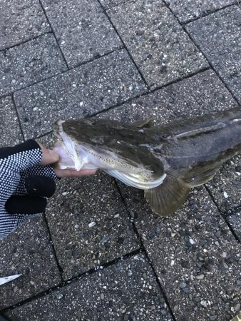 フラットフィッシュ釣行