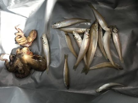 投げつりでタコまで釣れた！笑