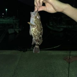 ガシリング釣果