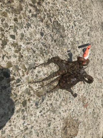 おくとぱっしんぐ