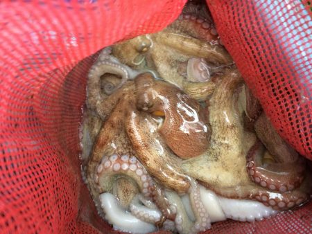 東二見   住吉丸釣果