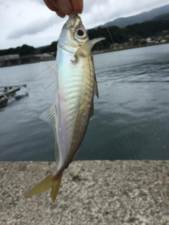 エサ釣り(⁎˃ᴗ˂⁎)気軽にいろんな魚