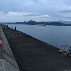 マリンピアでモジャコ祭り