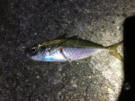 エサ釣り中サバ1匹、ケンサキ不発
