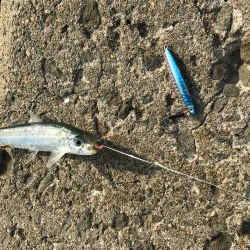 ツバス減った？