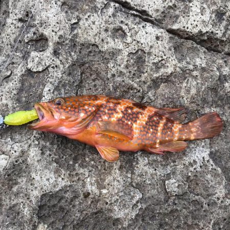 磯場でキジハタ