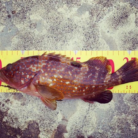 雨の中、たった１匹