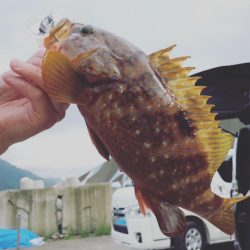 アジサビキのつもりが…