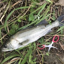 トップでセイゴ！