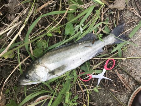 トップでセイゴ！