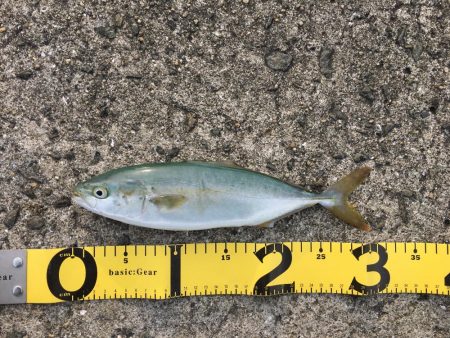 沖の北でライトショアジギング