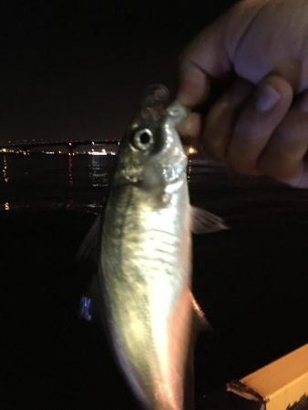 いいサイズのアジです