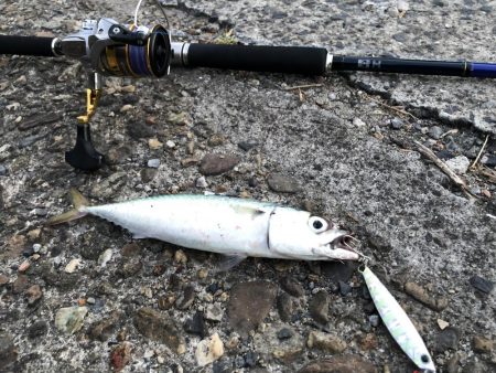 ショアジギング