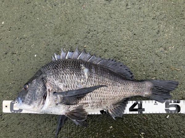 イチノ兄弟、釣果！