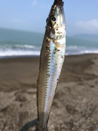 ライトタックルちょい投げ初‼︎