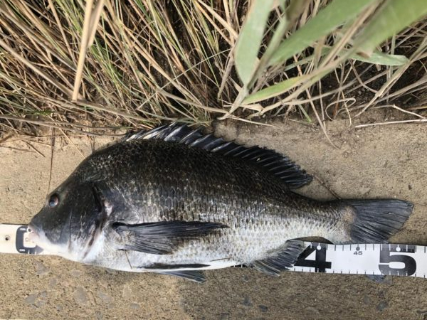 イチノ兄弟、釣果！