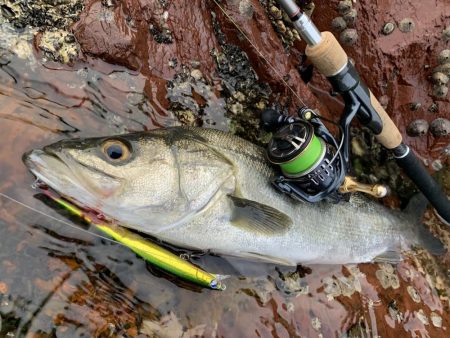 磯でのシーバス