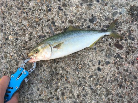 朝まずめジギング