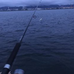 ツバス釣れ過ぎ