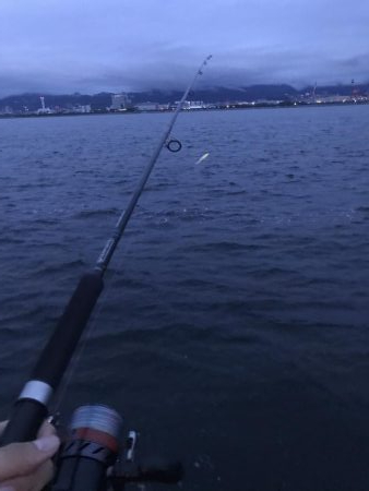 ツバス釣れ過ぎ