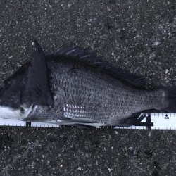 イチノ兄弟、釣果!!