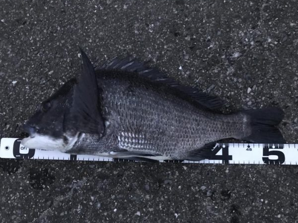 イチノ兄弟、釣果!!