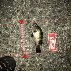 神戸ランガン7月24日