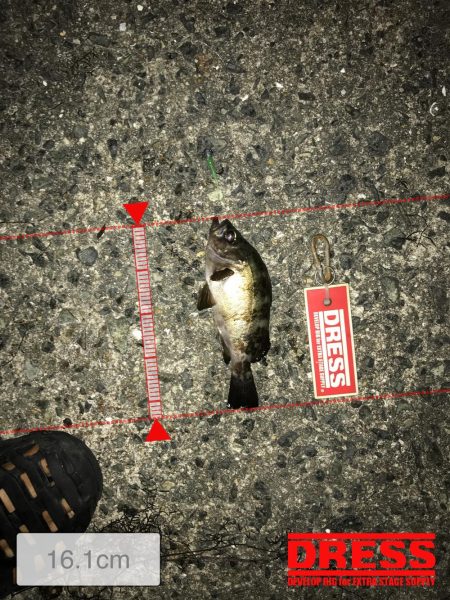 神戸ランガン7月24日