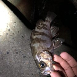 メバリング‼︎