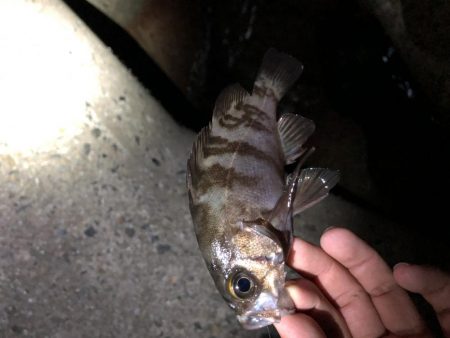 メバリング‼︎