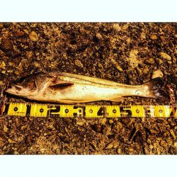 短時間河口シーバス勝負