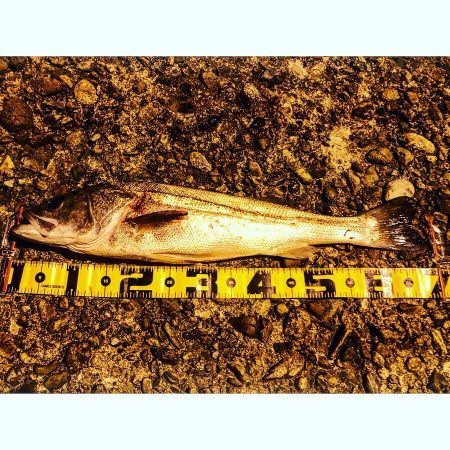 短時間河口シーバス勝負