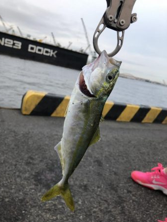 サビキが爆釣〜^_^