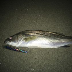 マゴチとセイゴ