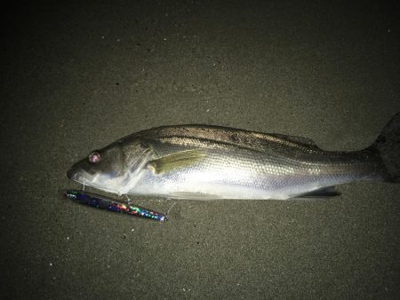 マゴチとセイゴ