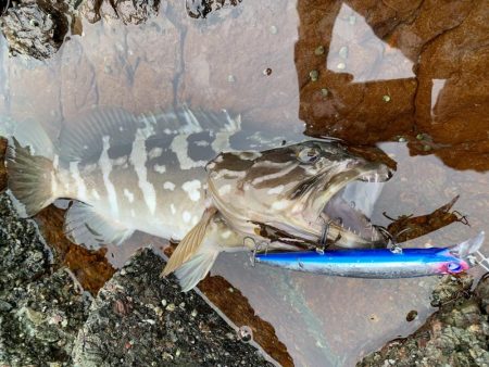 幻の魚に荒磯の王者！？